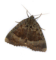 Old lady moth (Mormo maura) Surrey, England, August.