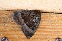 Old lady moth (Mormo maura) hibernating next to hardboard partition, Surrey, England, August.