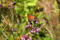 Purple-shot copper butterfly (Lycaena alciphron) on Marjoram (Origanum vulgare) Bulgaria, July.