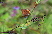 Scarce copper butterfly (Lycaena virgaureae) female, Bulgaria, July.