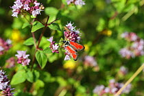 Transparent burnet moth (Zygaena purpuralis) on Marjoram (Origanum vulgare). Bulgaria, July.