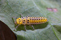Twenty-two spot ladybird (Psyllobora 22-punctata) larva, Surrey, England, August.