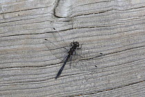 Black darter dragonfly (Sympetrum danae) Surrey, England, September.