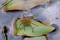 Raft spider (Dolomedes fimbriatus) female on leaf (Potamogeton sp) Surrey, England, September.