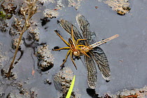 Raft spider (Dolomedes fimbriatus) female feeding on drowned dragonfly. Surrey, England, September.