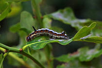 Grey dagger moth (Acronicta psi) caterpillar, Surrey, England, September.