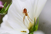 Orb-web spider (Meta mengei) on flower (Cosmos sp) Surrey, England, September.