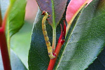 Swallowtail moth (Ourapteryx sambucaria) caterpillar feeding on leaf (Photinia sp) showing camouflage colour and form to match leaf petioles. Surrey, England, October.