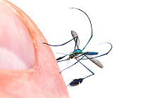 Ornamental mosquito (Sabethes sp) biting human finger, Jatun Sacha Biological Station, Napo province, Amazon basin, Ecuador, March. meetyourneighbours.net project