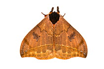 Moth (Automeris sp) wings closed hiding warning eyespots, sequence, Jatun Sacha Biological Station, Napo province, Amazon basin, Ecuador, March. meetyourneighbours.net project