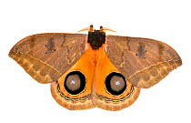 Moth (Automeris sp) sequence, wings open revealing warning eyespots,  Jatun Sacha Biological Station, Napo province, Amazon basin, Ecuador, March. meetyourneighbours.net project
