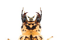 Beetle specialised to predate amphibians (Epomis circumscriptus) 3rd instar larva, Central Coastal Plain, Israel, May. meetyourneighbours.net project