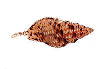 Sea snail shell (Pollia scacchiana) Greece. meetyourneighbours.net project