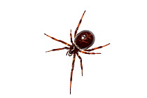 Spider (Theridiidae) Crete, Greece. meetyourneighbours.net project