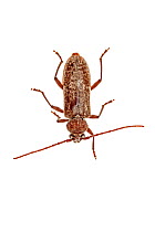 Longhorned beetle (Xylotrechus stebbingi) Greece, August.  meetyourneighbours.net project