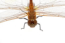 Vagrant emperor dragonfly (Anax ephippiger) crop, Greece, August. meetyourneighbours.net project