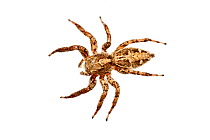 Jumping spider (Salticidae) Greece, August. meetyourneighbours.net project