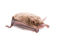 Pond bat (Myotis dasycneme) adult, The Netherlands, September. meetyourneighbours.net project