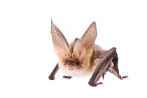 Brown long-eared bat (Plecotus auritus) adult,  The Netherlands, September. meetyourneighbours.net project