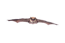 Whiskered bat (Myotis mystacinus) adult in flight, Belgium, September. meetyourneighbours.net project