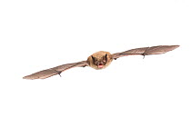 Brandt's bat (Myotis brandtii) adult in flight, Belgium, September. meetyourneighbours.net project
