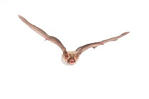 Bechstein's bat (Myotis bechsteinii) adult in flight, Belgium, September.meetyourneighbours.net project