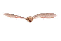 Bechstein's bat (Myotis bechsteinii) adult in flight,  Belgium, September. meetyourneighbours.net project