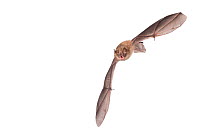 Geoffroy's bat (Myotis emarginatus) adult in flight, Belgium, September. meetyourneighbours.net project