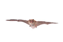 Daubenton's bat (Myotis daubentonii) adult in flight, Belgium, September. meetyourneighbours.net project