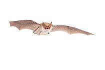 Natterer's bat (Myotis nattereri) adult in flight, Belgium, September. meetyourneighbours.net project