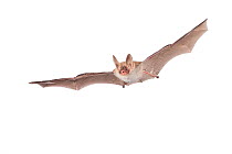 Bechstein's bat (Myotis bechsteinii) adult in flight, Belgium, September. meetyourneighbours.net project