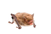 Daubenton's bat (Myotis daubentonii) adult, The Netherlands, September. meetyourneighbours.net project