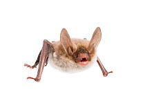 Bechstein's bat (Myotis bechsteinii) adult, Belgium, September. meetyourneighbours.net project