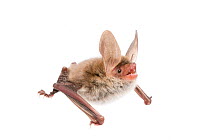 Bechstein's bat (Myotis bechsteinii) adult, Belgium, September. meetyourneighbours.net project