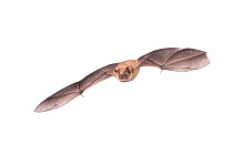 Geoffroy's bat (Myotis emarginatus) adult in flight,  Belgium, September. meetyourneighbours.net project