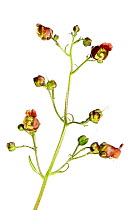 Scopoli's Figwort (Scrophularia scopolii) in flower, Slovenia, Europe, July. meetyourneighbours.net project