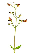 Scopoli's Figwort (Scrophularia scopolii) in flower, Slovenia, Europe, July. meetyourneighbours.net project