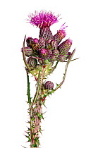 Marsh Thistle (Cirsium palustre) in flower, Slovenia, Europe, July. meetyourneighbours.net project