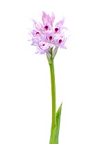 Three-toothed orchid (Orchis tridentata) in flower, Slovenia, Europe, May. meetyourneighbours.net project