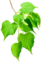 Large-leaved Lime (Tilia platyphyllos) in flower, Slovenia, Europe, May. meetyourneighbours.net project