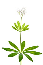 Sweet Woodruff (Galium odoratum) in flower, Slovenia, Europe, May. meetyourneighbours.net project