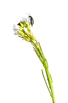 Hairy Rockcress (Arabis hirsuta) in flower, Slovenia, Europe, May. meetyourneighbours.net project