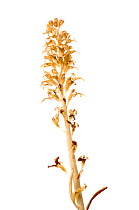 Broomrape (Orobanche sp) in flower, Slovenia, Europe, May. meetyourneighbours.net project