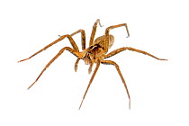 Nursery web spider (Pisaura mirabilis), Slovenia, Europe, March. meetyourneighbours.net project