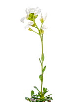 Scopoli's Rockcress (Arabis scopoliana) in flower, Slovenia, Europe, June. meetyourneighbours.net project