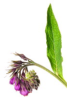 Common comfrey (Symphytum officinale) in flower, Europe, June. meetyourneighbours.net project