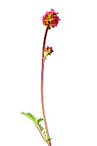 Salad Burnet (Sanguisorba minor) in flower, Slovenia, Europe, May. meetyourneighbours.net project