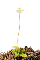 Alpine butterwort (Pinguicula alpina) in flower, Slovenia, Europe, March. meetyourneighbours.net project