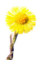 Coltsfoot (Tussilago farfara) in flower, Slovenia, Europe, March. meetyourneighbours.net project