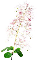 Eurasian Smoketree (Cotinus coggygria) in flower, Slovenia, Europe, June. meetyourneighbours.net project